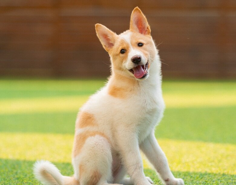본문 이미지 - 서울동물복지지원센터 동대문서 보호 중인 살구&#40;센터 제공&#41; ⓒ 뉴스1