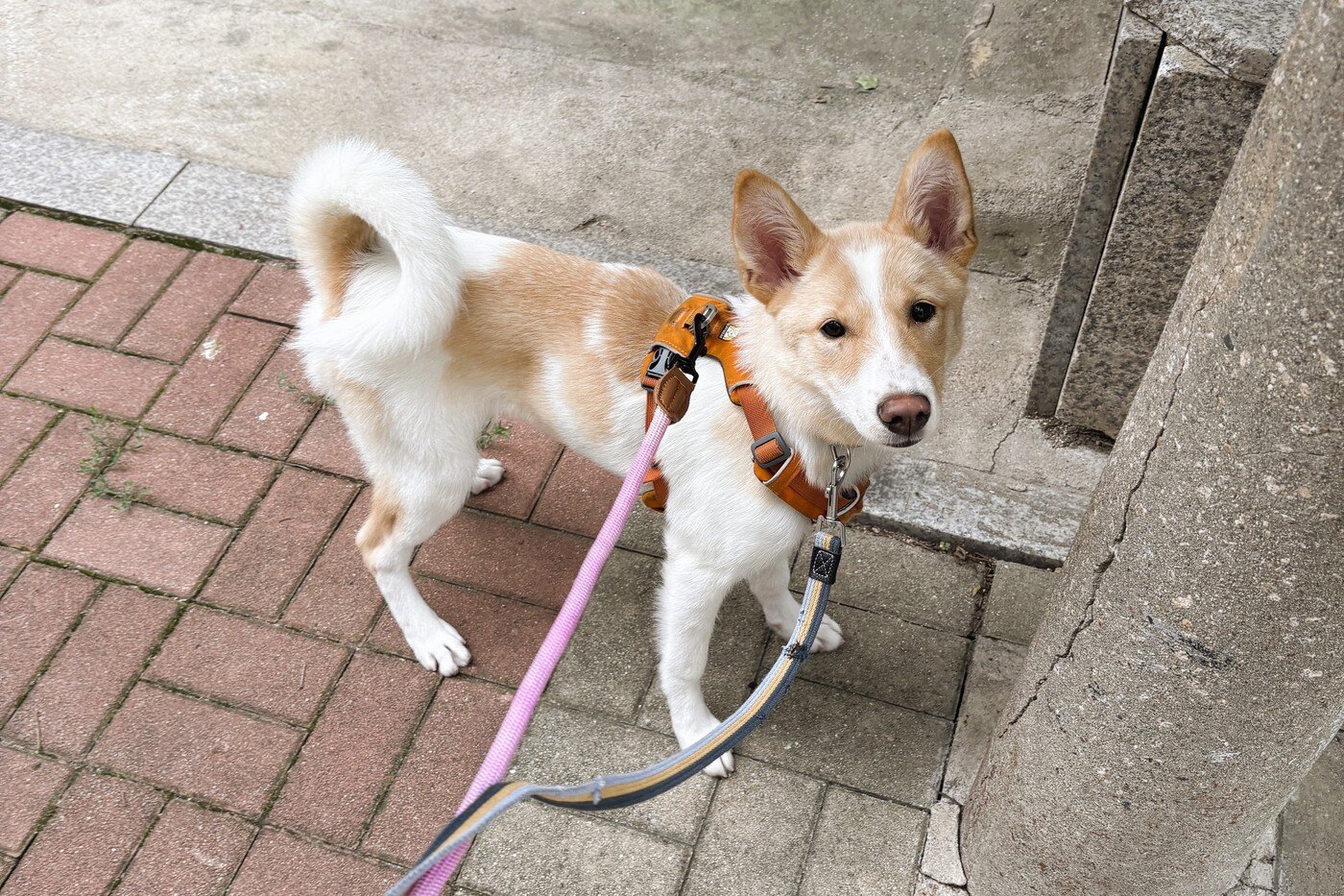 본문 이미지 - 산책하는 살구의 모습&#40;센터 제공&#41; ⓒ 뉴스1