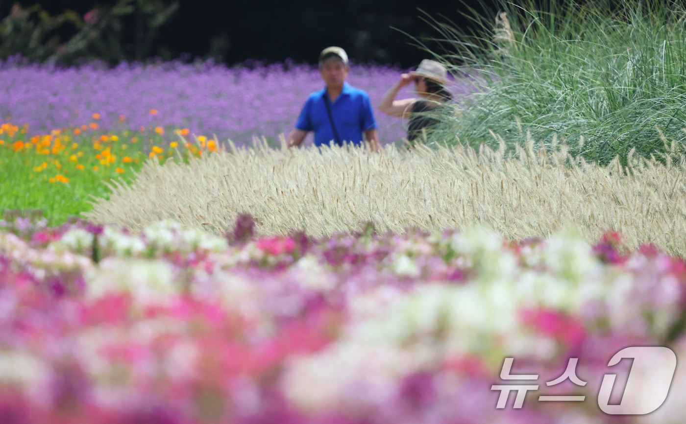 (서울=뉴스1) = 28일 오후 경남 함양군 상림공원경관단지 꽃밭에서 보라색 버들마편초가 만개해 관광객이꽃길을 걷고 있다. (함양군 제공. 재판매 및 DB 금지) 2025.8.28 …