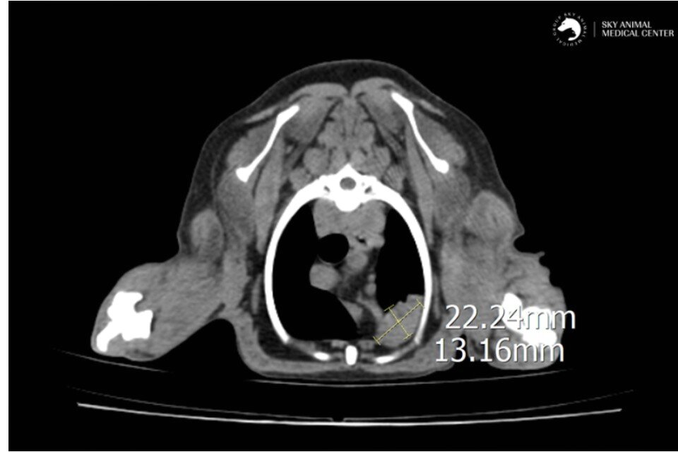 본문 이미지 - 바람이는 CT검사 결과 폐 좌측 전엽에서 종양이 의심되는 소견이 발견됐다(동물병원 제공). ⓒ 뉴스1