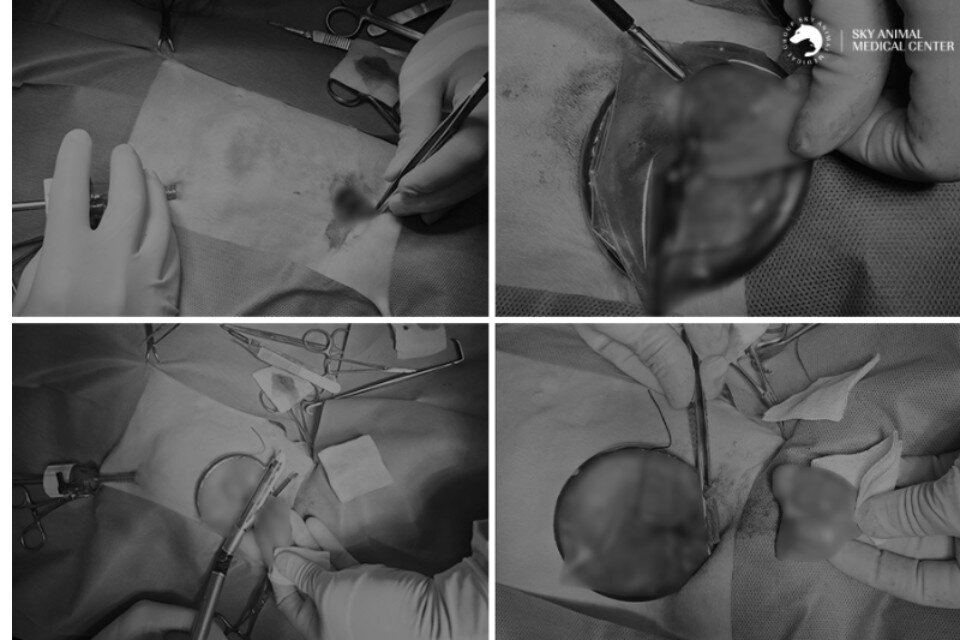 본문 이미지 - 개흉 범위를 최소화하고, 통증·감염·조직 손상 위험을 줄이기 위해 흉강경을 이용해 수술하는 모습(동물병원 제공) ⓒ 뉴스1