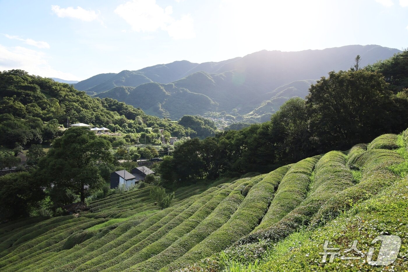 본문 이미지 - &#39;유로제다&#39;의 차밭&#40;한국관광공사 제공&#41;