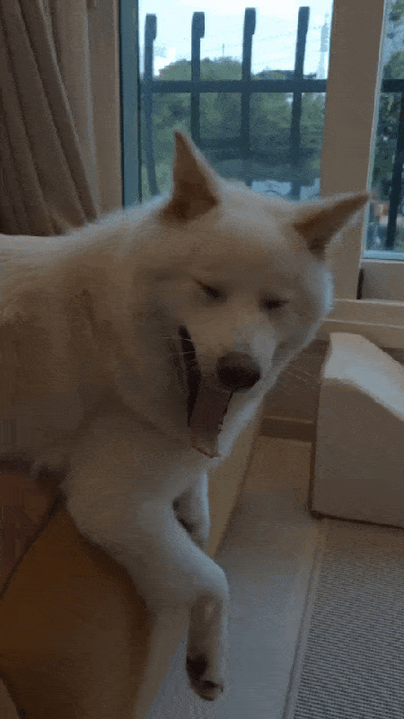 본문 이미지 - 평화주의자 행복이. 보호자가 때리는 시늉을 하자 말리고 있다(인스타그램 lucky._1004 제공). ⓒ 뉴스1