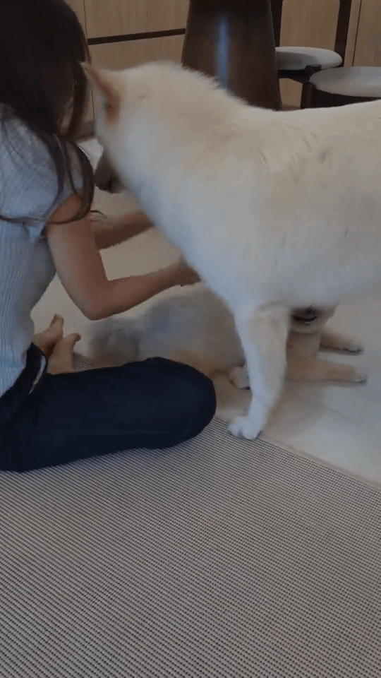 본문 이미지 - 평화주의자 행복이. 보호자가 때리는 시늉을 하자 말리고 있다(인스타그램 lucky._1004 제공). ⓒ 뉴스1