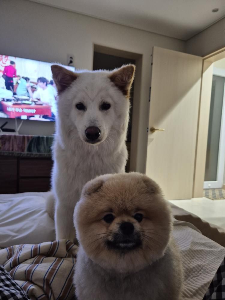 본문 이미지 - 행복이와 A 씨의 첫째 반려견 뚠빵이(인스타그램 lucky._1004 제공) ⓒ 뉴스1