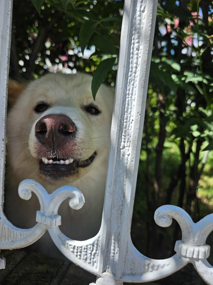 본문 이미지 - 행복이(인스타그램 lucky._1004 제공) ⓒ 뉴스1