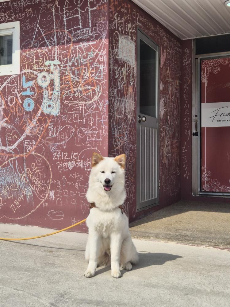 본문 이미지 - 한 살 진도믹스견 행복이(인스타그램 lucky._1004 제공) ⓒ 뉴스1