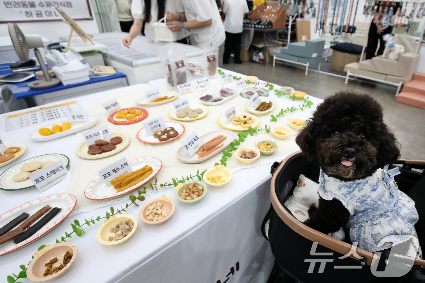 (대구=뉴스1) 공정식 기자 = 29일 대구 북구 엑스코(EXCO)에서 개막한 반려동물 산업 박람회 '2025 케이펫페어 대구'에서 반려견이 시식 코너를 지나치지 못하고 있다.31 …