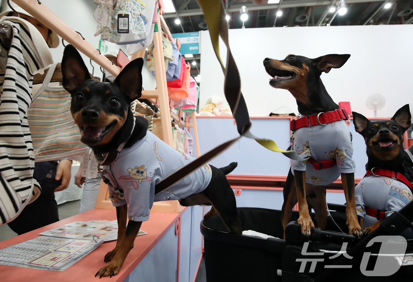 (대구=뉴스1) 공정식 기자 = 29일 대구 북구 엑스코(EXCO)에서 개막한 반려동물 산업 박람회 '2025 케이펫페어 대구'에서 반려견이 옷을 구경하고 있다.31일까지 열리는 …