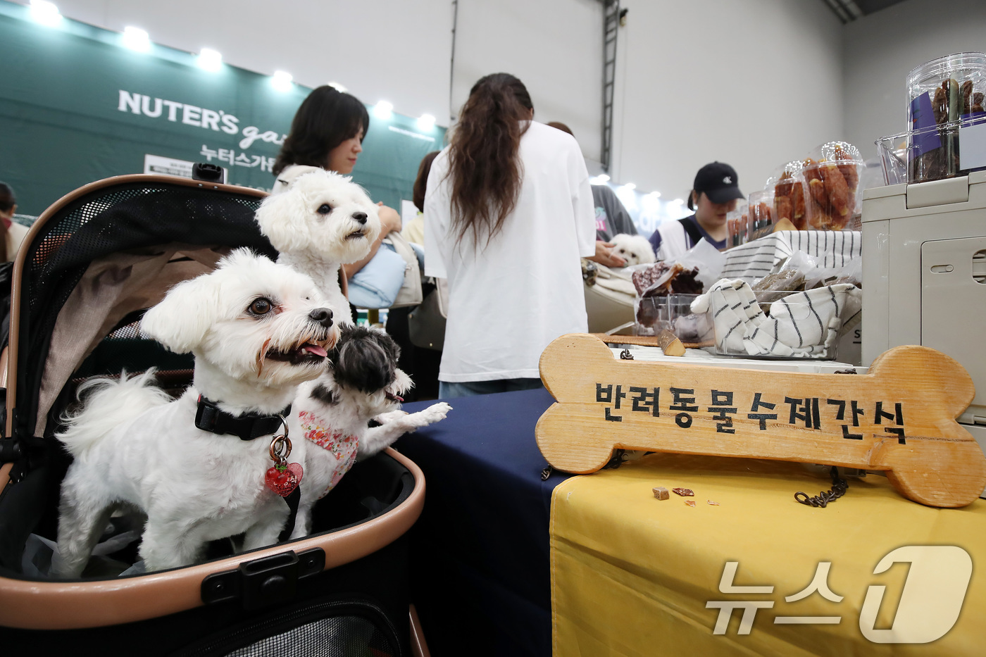 (대구=뉴스1) 공정식 기자 = 29일 대구 북구 엑스코(EXCO)에서 개막한 반려동물 산업 박람회 '2025 케이펫페어 대구'에서 반려견이 시식 코너를 지나치지 못하고 있다.31 …