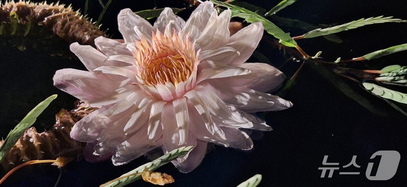 본문 이미지 - 빅토리아수련(산림청 국립수목원 제공.재판매 및 DB금지)/뉴스1 