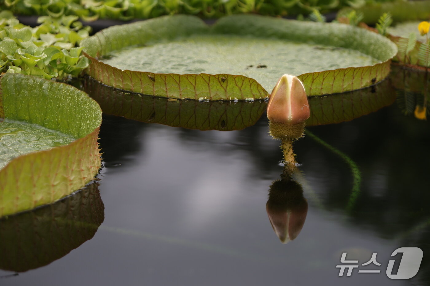 본문 이미지 -  빅토리아수련(산림청 국립수목원 제공.재판매 및 DB금지)/뉴스1