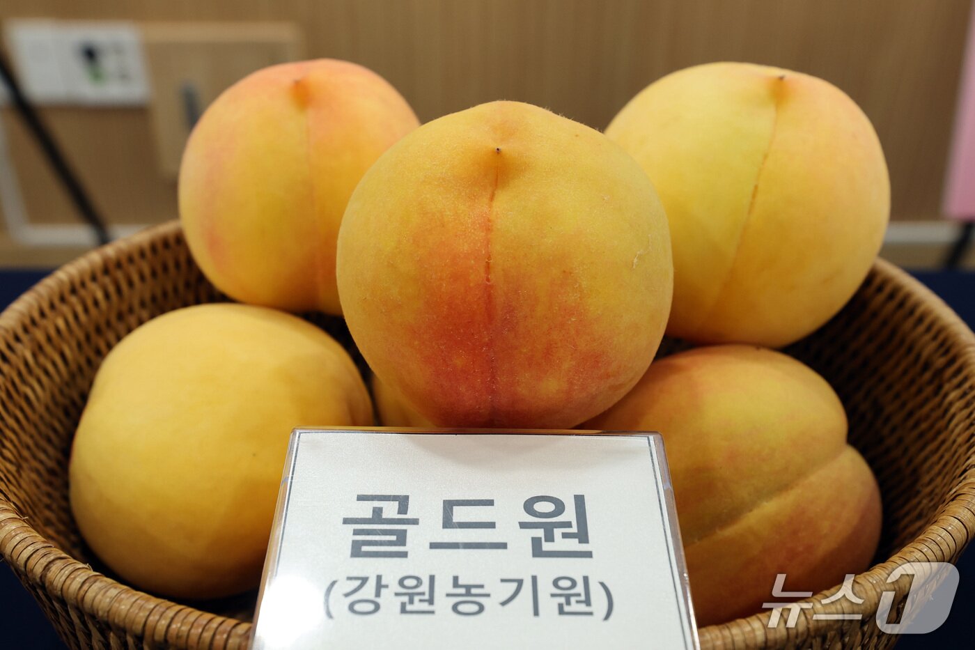 본문 이미지 - 골드원 신품종 품평회.(강원도농업기술원 제공. 재판매 및 DB금지)/뉴스1