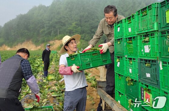 본문 이미지 - 평창 고랭지 배추밭 일손 보탠 김진태 강원도지사.&#40;강원도 제공. 재판매 및 DB금지&#41;/뉴스1