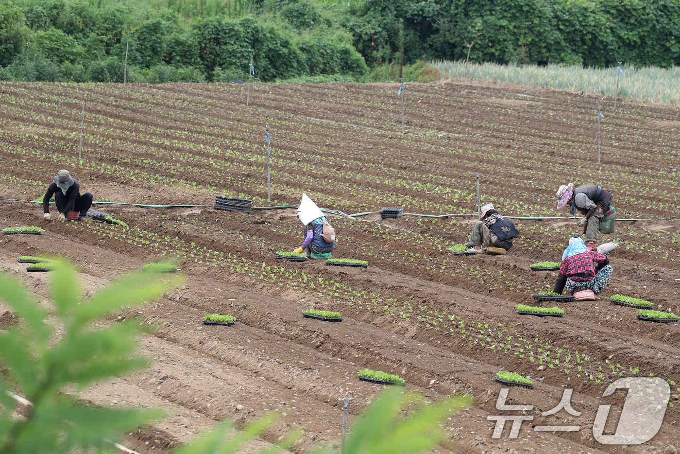 (경산=뉴스1) 공정식 기자 = 비 소식을 앞두고 흐린 가운데 찜통더위가 계속된 3일 경북 경산시 한 들녘에서 농민들이 부지런히 배추 모종을 심고 있다.볕이 좋은 여름철 재배하는 …