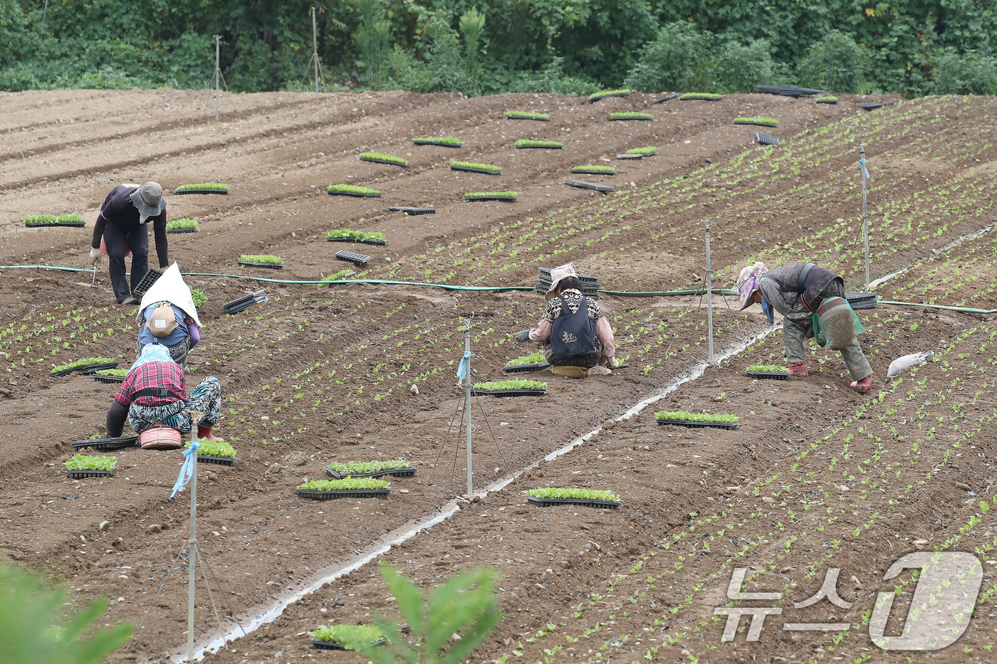 (경산=뉴스1) 공정식 기자 = 비 소식을 앞두고 흐린 가운데 찜통더위가 계속된 3일 경북 경산시 한 들녘에서 농민들이 부지런히 배추 모종을 심고 있다.볕이 좋은 여름철 재배하는 …
