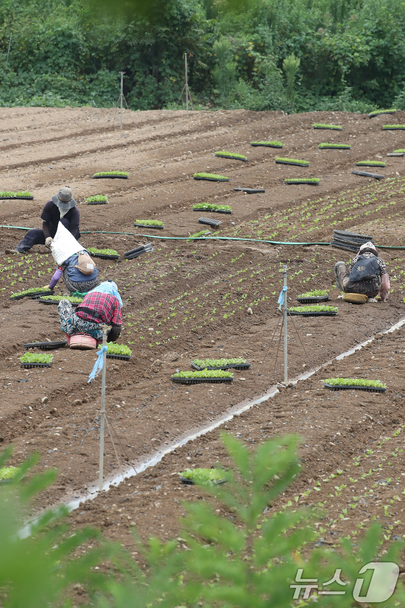 (경산=뉴스1) 공정식 기자 = 비 소식을 앞두고 흐린 가운데 찜통더위가 계속된 3일 경북 경산시 한 들녘에서 농민들이 부지런히 배추 모종을 심고 있다.볕이 좋은 여름철 재배하는 …