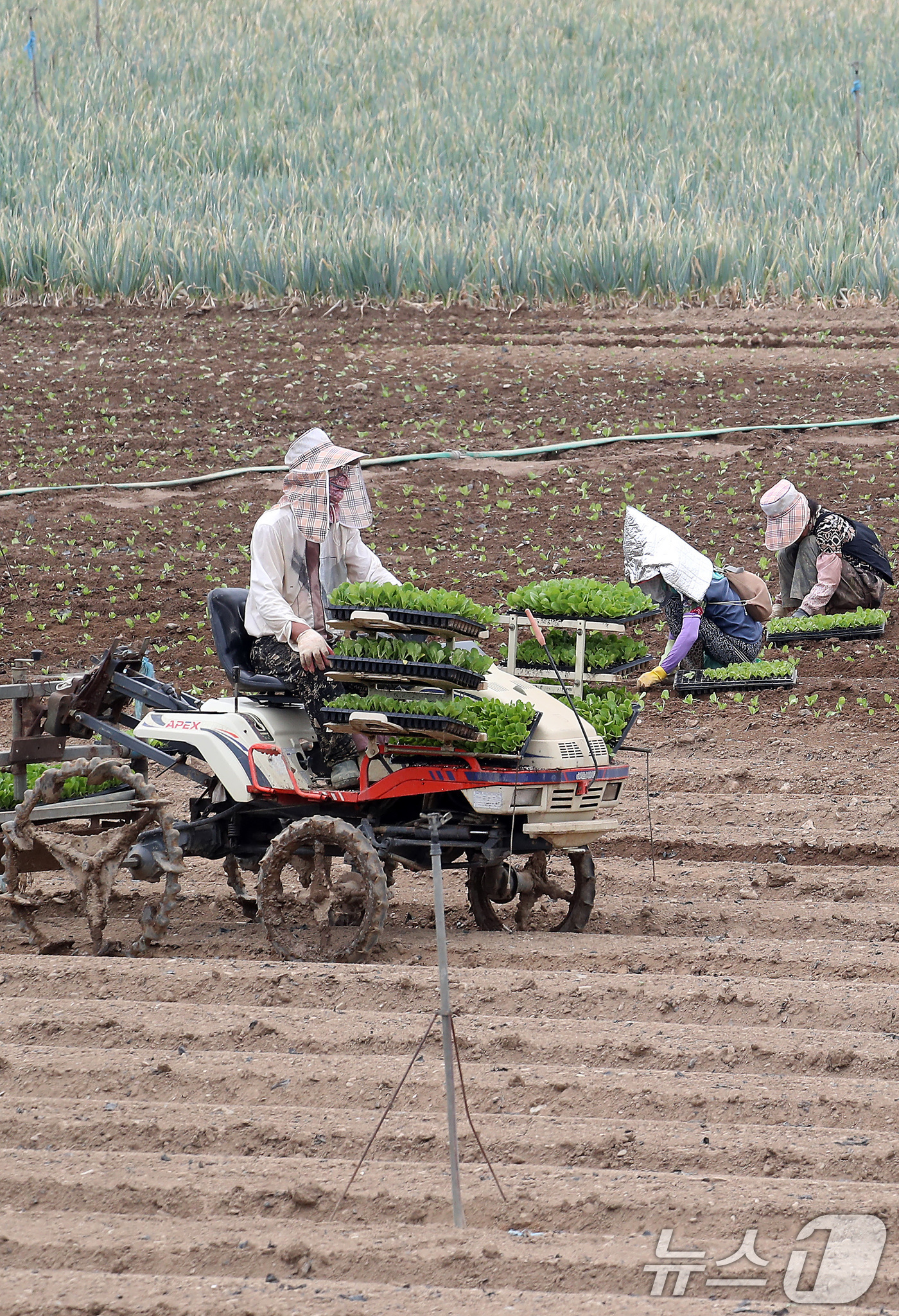 (경산=뉴스1) 공정식 기자 = 비 소식을 앞두고 흐린 가운데 찜통더위가 계속된 3일 경북 경산시 한 들녘에서 농민들이 부지런히 배추 모종을 심고 있다.볕이 좋은 여름철 재배하는 …