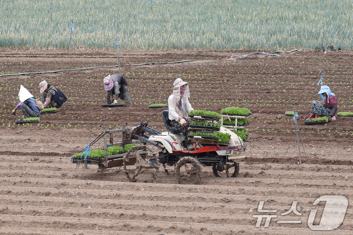 (경산=뉴스1) 공정식 기자 = 비 소식을 앞두고 흐린 가운데 찜통더위가 계속된 3일 경북 경산시 한 들녘에서 농민들이 부지런히 배추 모종을 심고 있다.볕이 좋은 여름철 재배하는 …