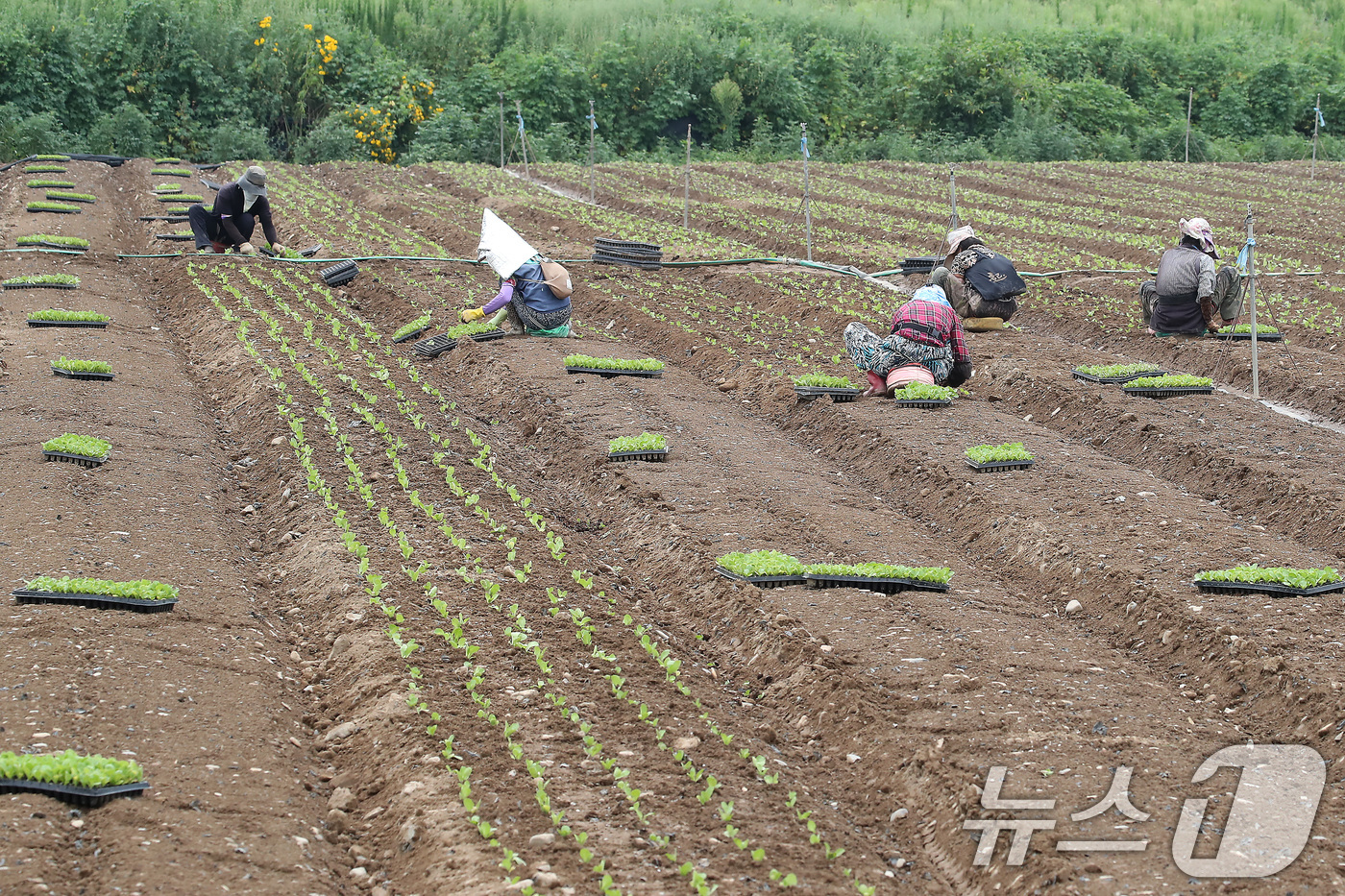 (경산=뉴스1) 공정식 기자 = 비 소식을 앞두고 흐린 가운데 찜통더위가 계속된 3일 경북 경산시 한 들녘에서 농민들이 부지런히 배추 모종을 심고 있다.볕이 좋은 여름철 재배하는 …