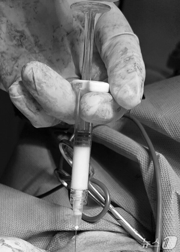 본문 이미지 - 십자인대 단열 수술 후 빠른 회복을 위해 관절 주사를 주입하는 모습(SD동물의료센터 제공) ⓒ 뉴스1