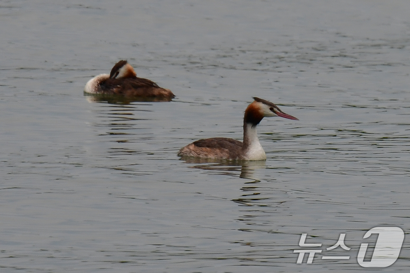 (포항=뉴스1) 최창호 기자 = 8월의 마지막 날인 31일 오후 경북 포항시 북구 죽천리 앞 바다에서 뿔논병아리 한쌍이 더위를 식히고 있다.  2025.8.31/뉴스1
