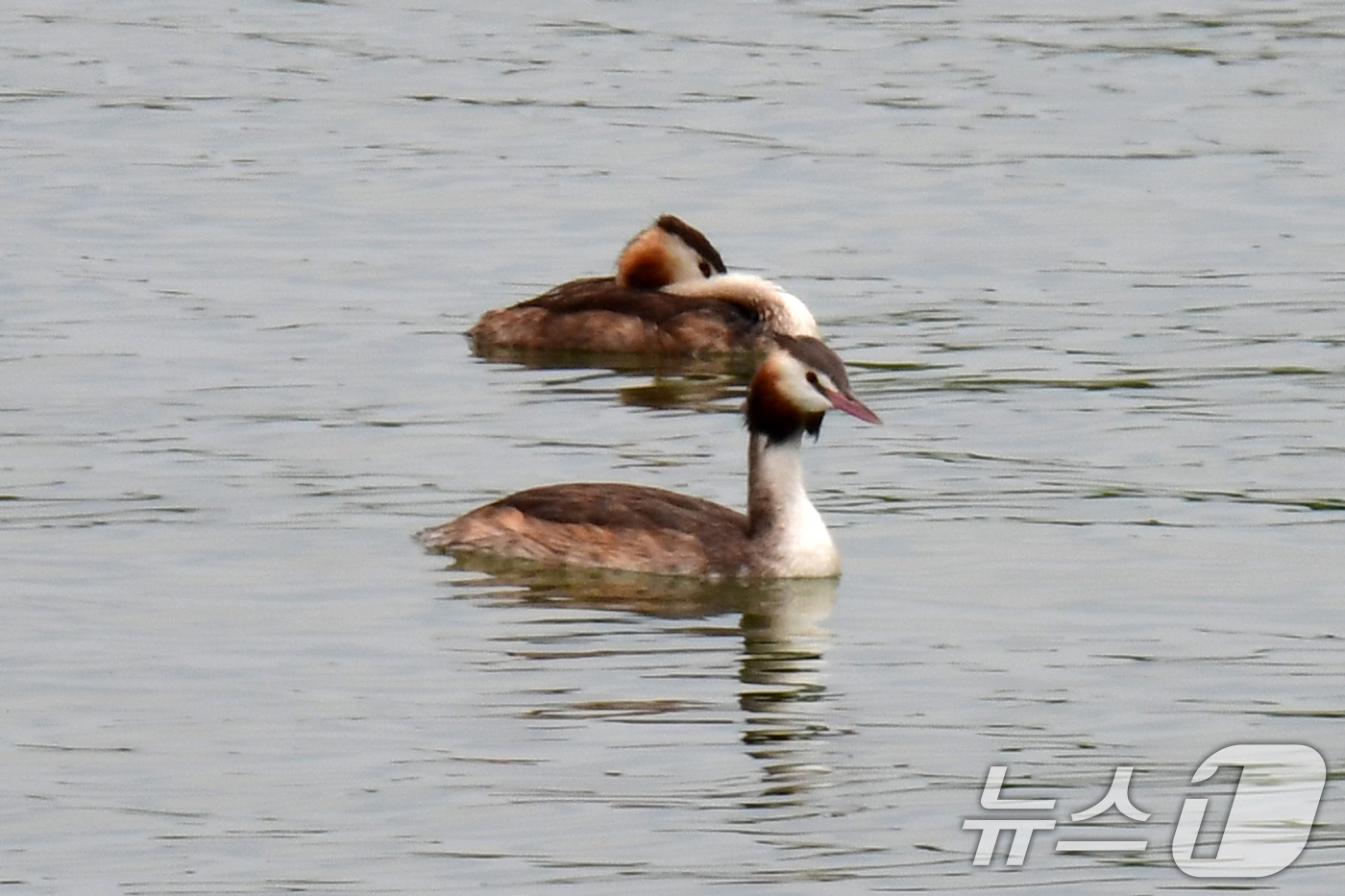 (포항=뉴스1) 최창호 기자 = 8월의 마지막 날인 31일 오후 경북 포항시 북구 죽천리 앞 바다에서 뿔논병아리 한쌍이 더위를 식히고 있다. 2025.8.31/뉴스1