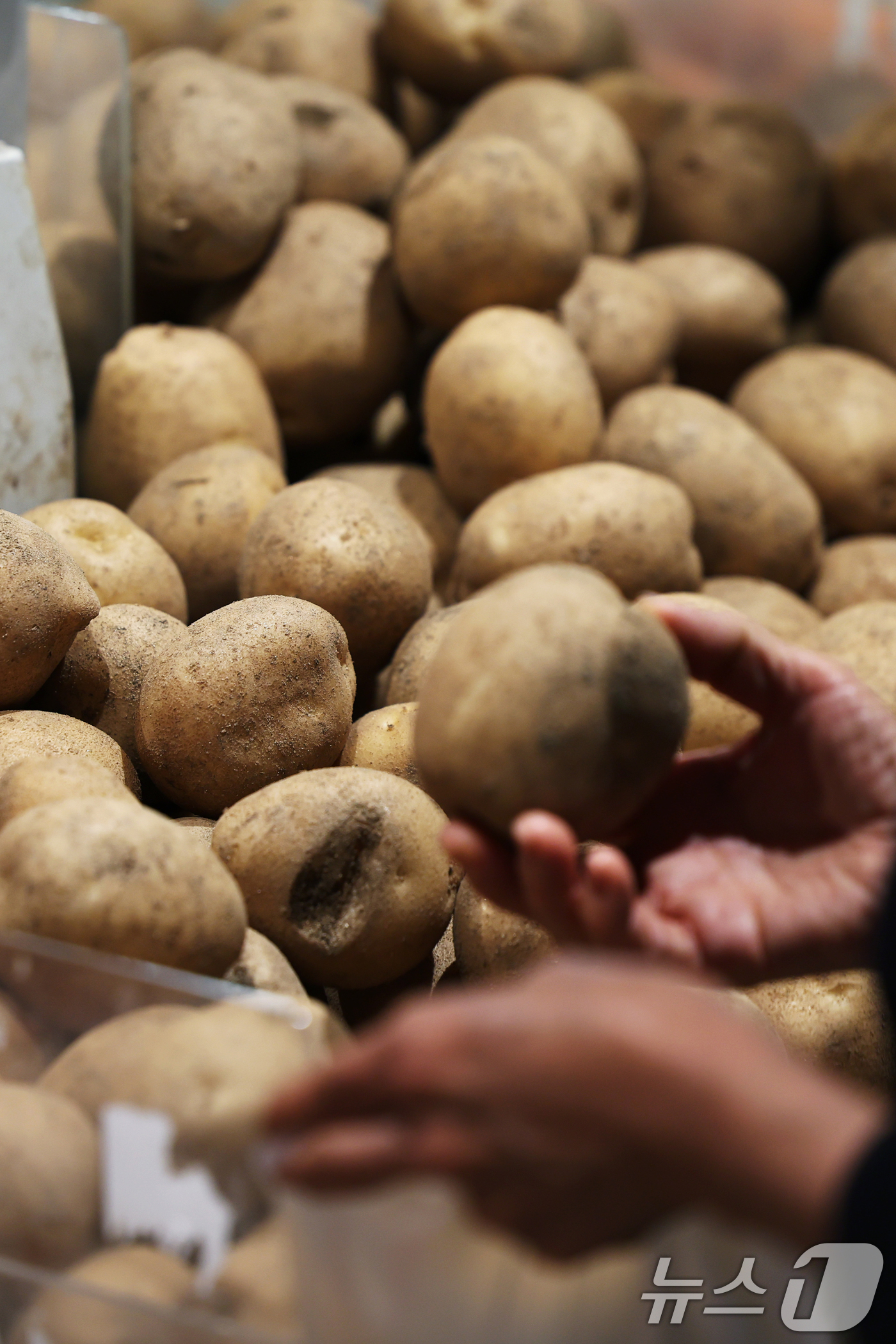 (서울=뉴스1) 황기선 기자 = 최근 강원 지역에 가뭄·폭염 등 이상기후가 지속되면서 감자 가격이 폭등하고 있는 31일 서울 시내 한 마트에 감자가 진열돼 있다.이날 한국농촌경제연 …