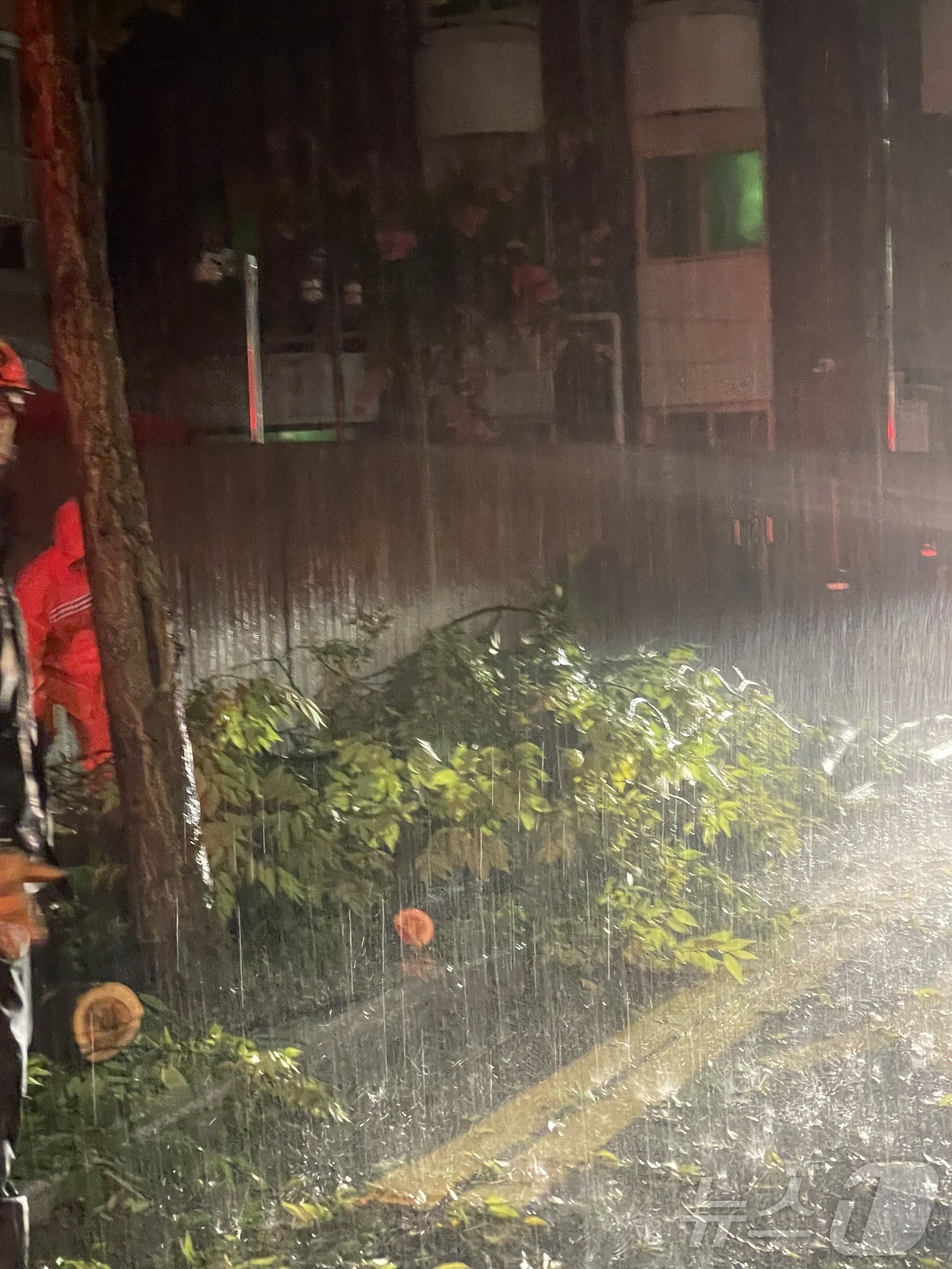 (광주=뉴스1) 이승현 기자 = 폭우가 내린 지난 3일 오후 광주 동구 학동 전남대학교병원 일방로에 나무가 쓰러져 있다. (동구 제공. 재판매 및 DB 금지) 2025.8.4/뉴스 …