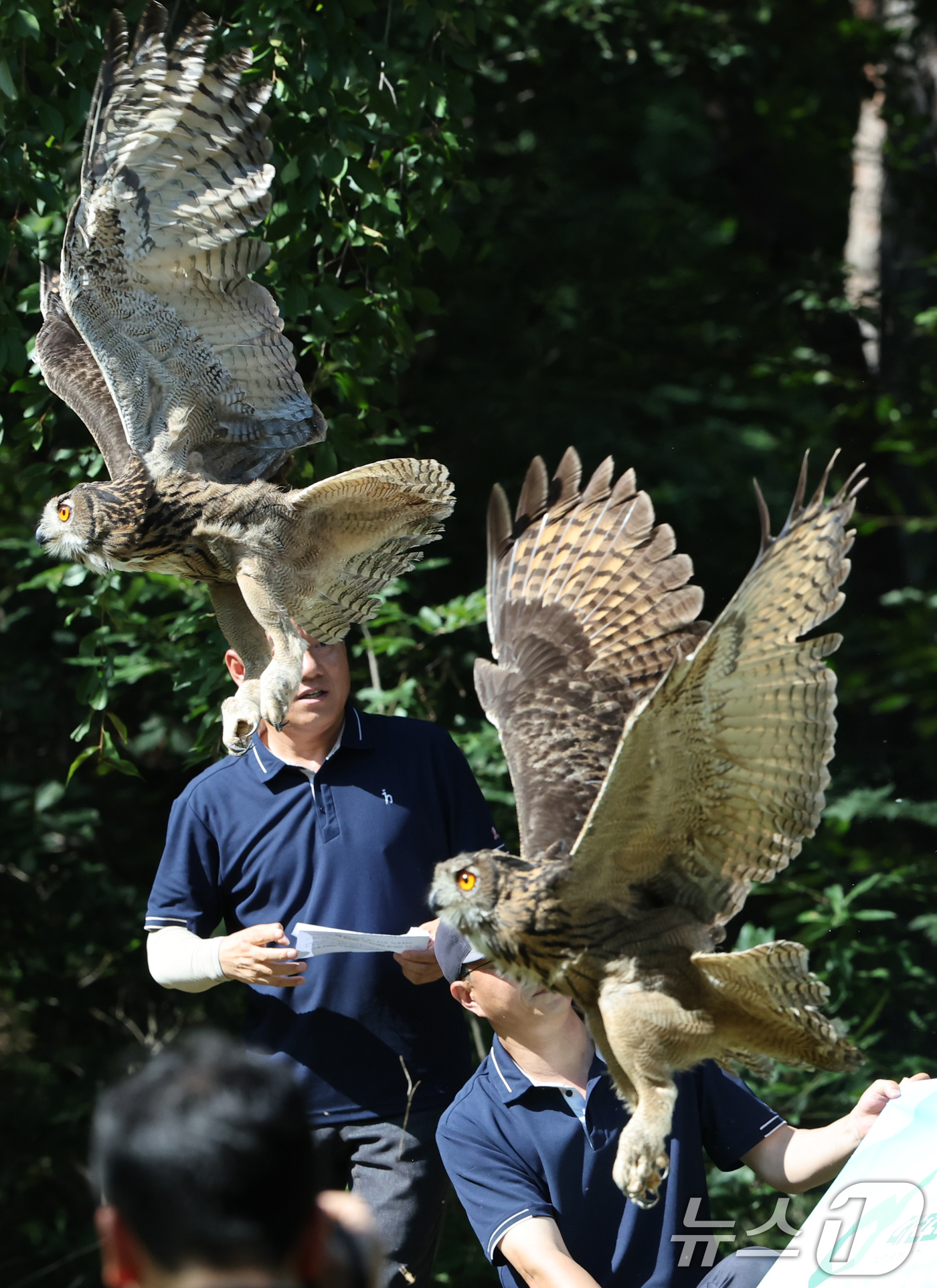 (대전=뉴스1) 김기태 기자 = 4일 오후 대전 중구 오월드에서 정국영 대전도시공사 사장, 김제선 중구청장 등 내빈들이 자체 번식에 성공한 천연기념물 324-1호 올빼미 2마리와 …