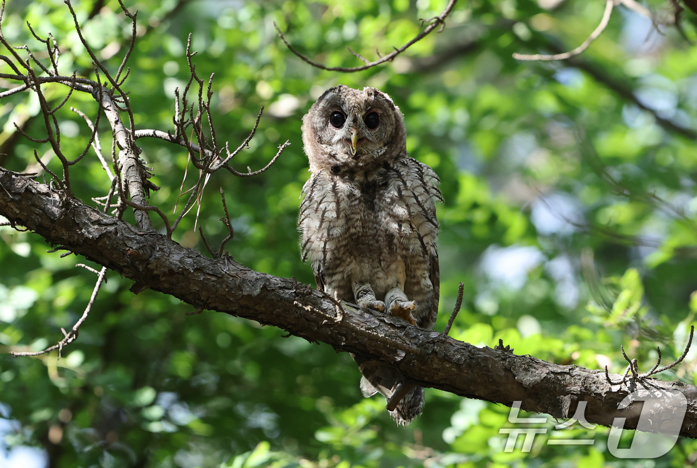 (대전=뉴스1) 김기태 기자 = 4일 오후 대전 중구 오월드에서 정국영 대전도시공사 사장, 김제선 중구청장 등 내빈들이 자체 번식에 성공한 천연기념물 324-1호 올빼미 2마리와 …