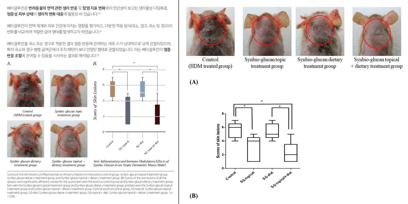 본문 이미지 - 로얄하운드 홈페이지 성년기 포뮬러 제품 연구결과에 소개된 연구 결과(왼쪽)와 실제 논문 내용(다학제 디지털출판연구소 MDPI에 올라와 있는 '아토피 피부염 마우스 모델에서 신바이오-글루칸의 항염증 및 면역 조절 효과' 논문 중 일부) ⓒ 뉴스1