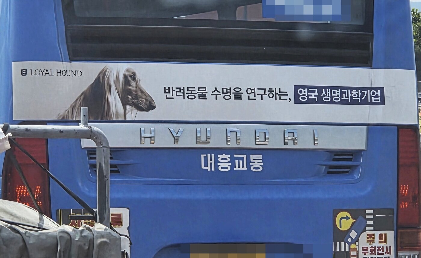 본문 이미지 - 로얄하운드 서울 시내버스 광고 ⓒ 뉴스1 한송아 기자