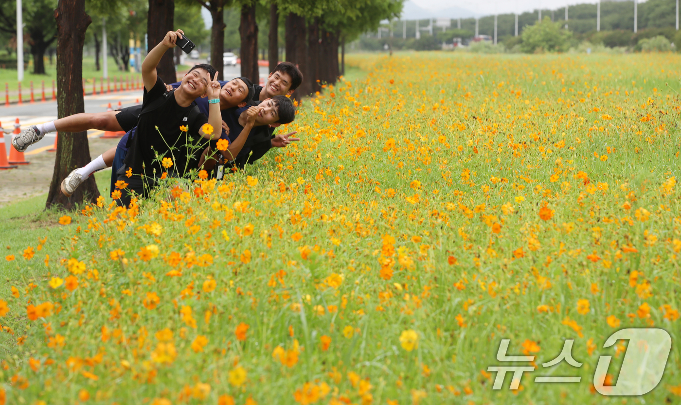 (부산=뉴스1) 윤일지 기자 = 가을로 접어든다는 절기 입추(立秋)를 이틀 앞둔 5일 부산 사상구 삼락생태공원에서 학생들이 활짝 핀 황화코스모스를 배경으로 사진을 찍으며 추억을 남 …