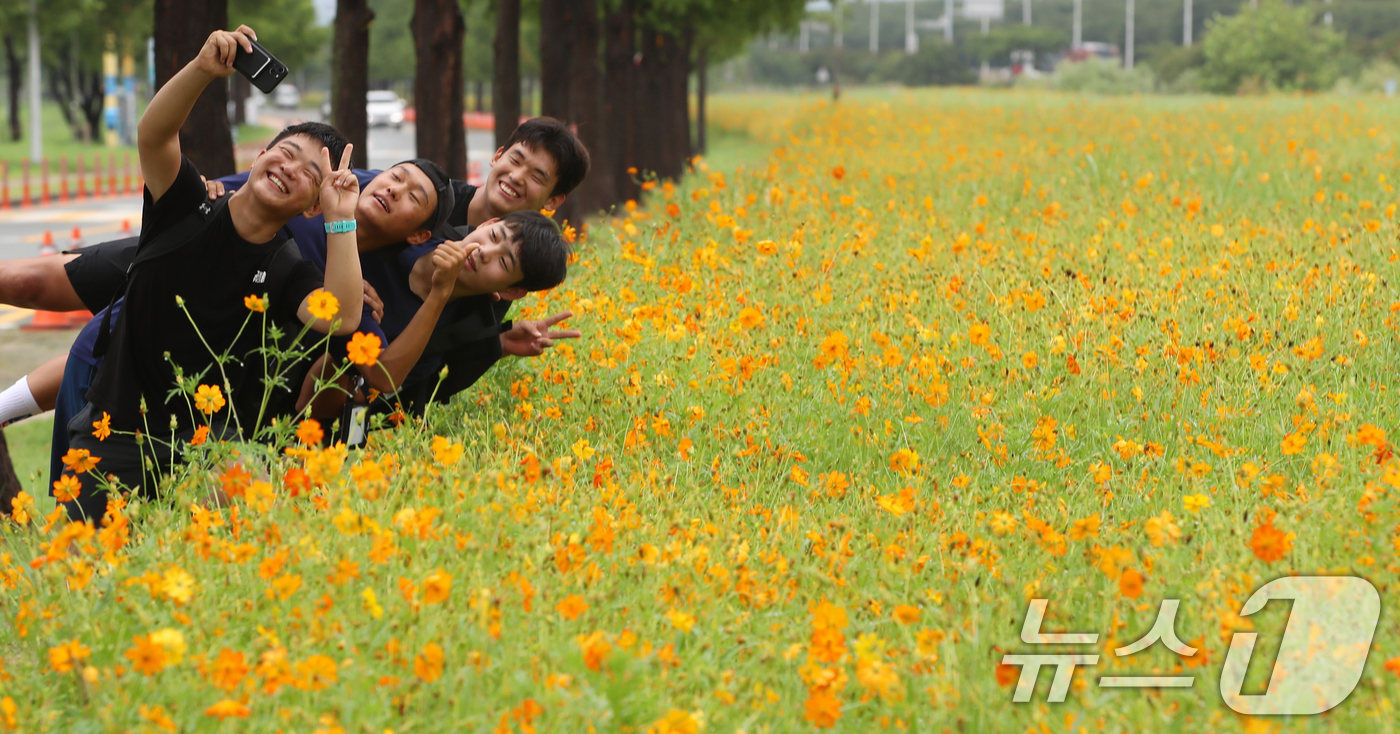 (부산=뉴스1) 윤일지 기자 = 가을로 접어든다는 절기 입추(立秋)를 이틀 앞둔 5일 부산 사상구 삼락생태공원에서 학생들이 활짝 핀 황화코스모스를 배경으로 사진을 찍으며 추억을 남 …