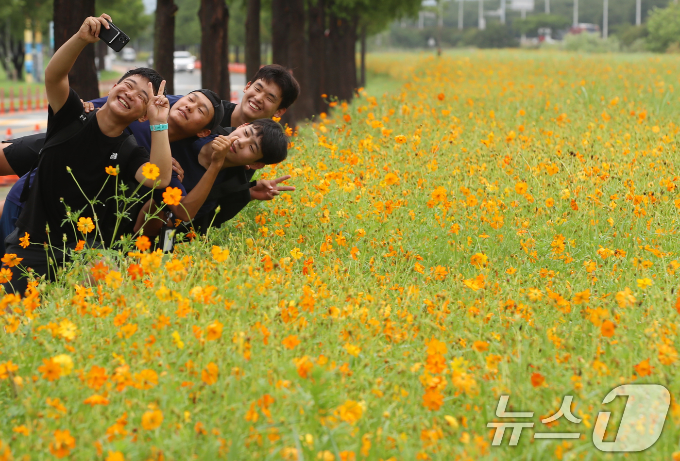 (부산=뉴스1) 윤일지 기자 = 가을로 접어든다는 절기 입추(立秋)를 이틀 앞둔 5일 부산 사상구 삼락생태공원에서 학생들이 활짝 핀 황화코스모스를 배경으로 사진을 찍으며 추억을 남 …