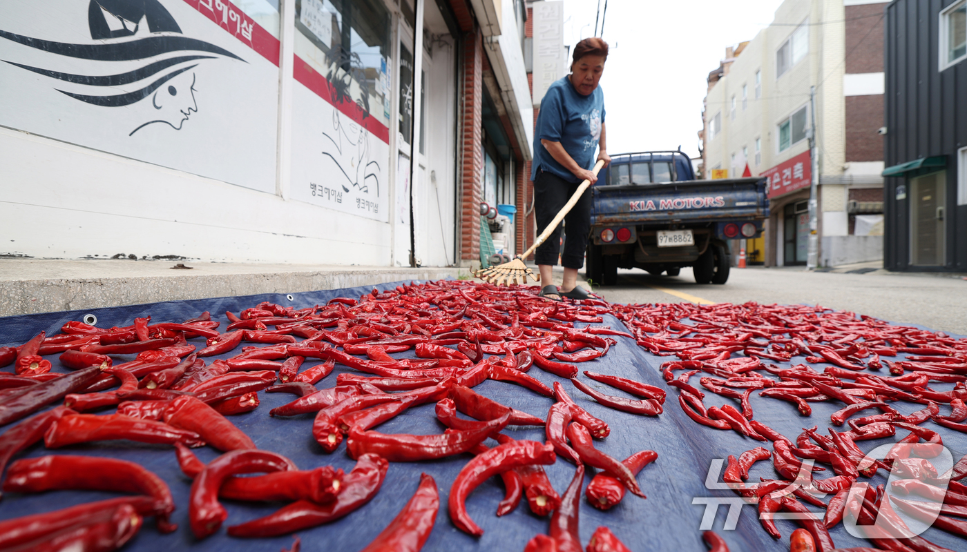 (수원=뉴스1) 김영운 기자 = 절기상 입추(立秋)를 이틀 앞둔 5일 오후 경기 수원기 권선구의 한 주택가에서 어르신이 고추를 말리고 있다. 2025.8.5/뉴스1