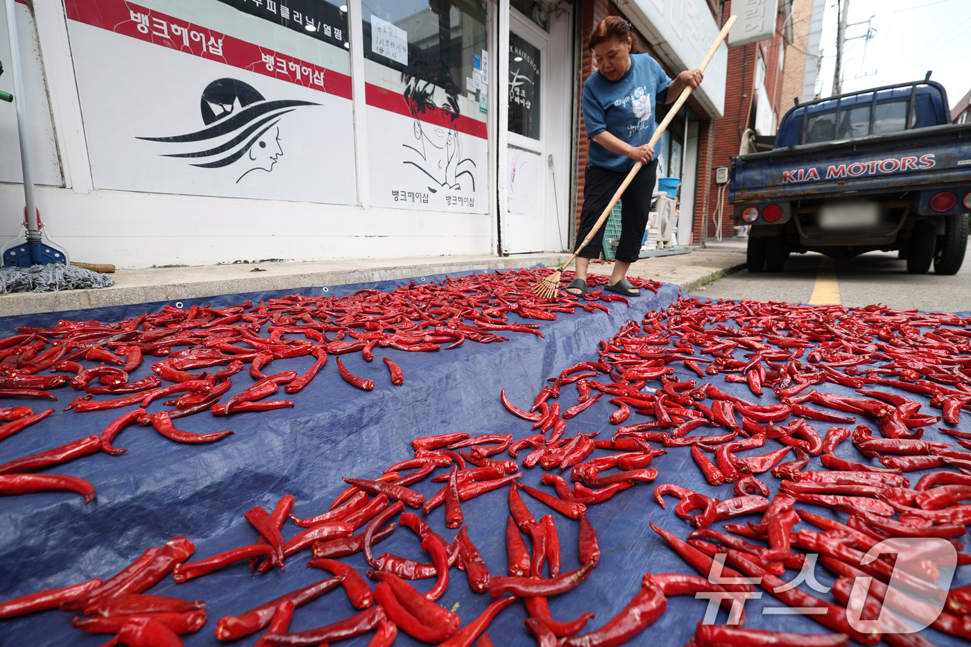 (수원=뉴스1) 김영운 기자 = 절기상 입추(立秋)를 이틀 앞둔 5일 오후 경기 수원기 권선구의 한 주택가에서 어르신이 고추를 말리고 있다. 2025.8.5/뉴스1