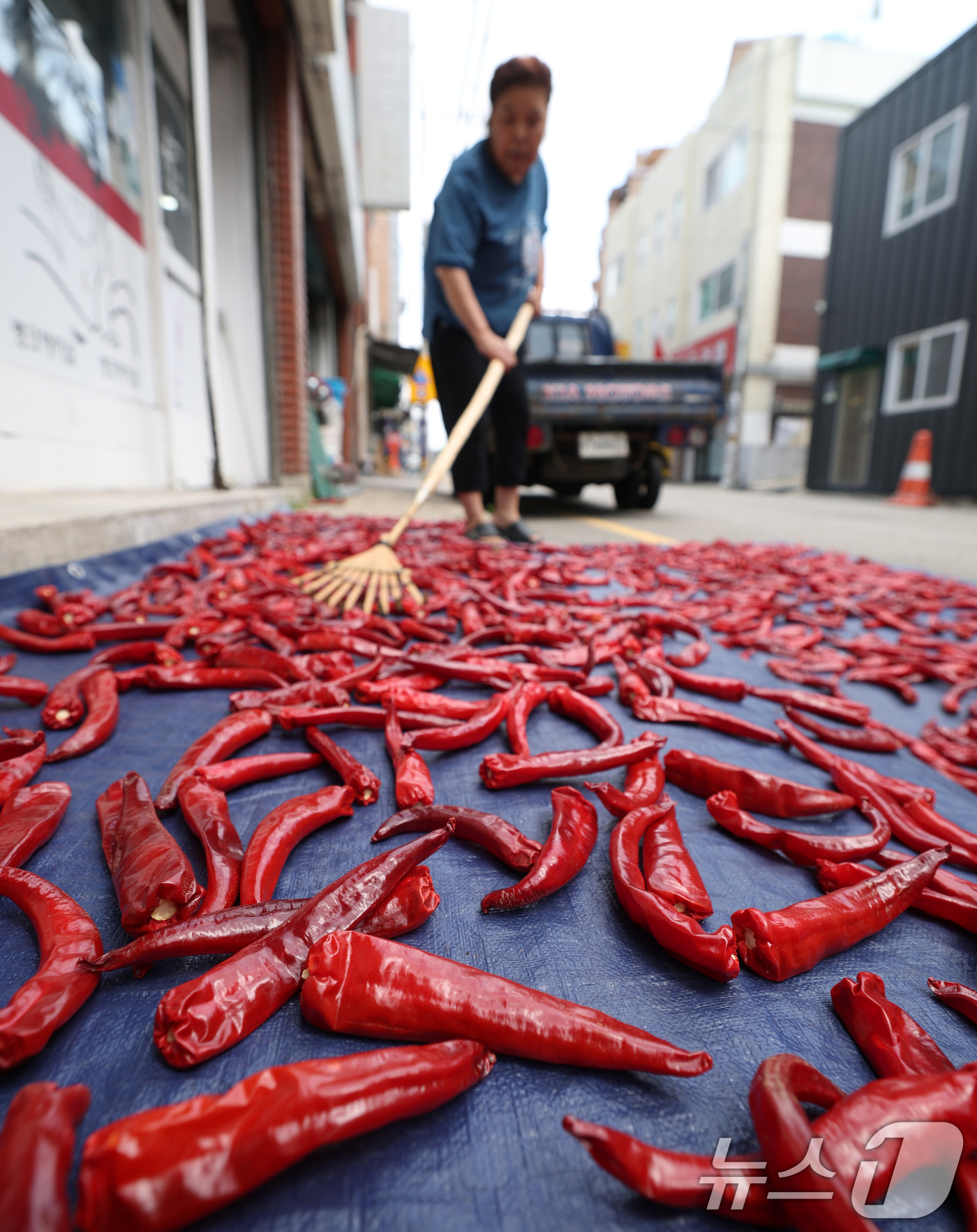 (수원=뉴스1) 김영운 기자 = 절기상 입추(立秋)를 이틀 앞둔 5일 오후 경기 수원기 권선구의 한 주택가에서 어르신이 고추를 말리고 있다. 2025.8.5/뉴스1