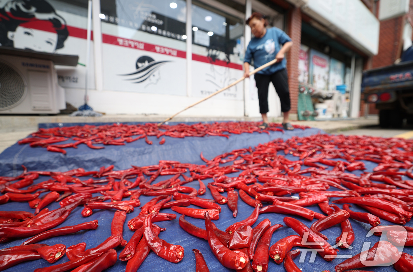 (수원=뉴스1) 김영운 기자 = 절기상 입추(立秋)를 이틀 앞둔 5일 오후 경기 수원기 권선구의 한 주택가에서 어르신이 고추를 말리고 있다. 2025.8.5/뉴스1