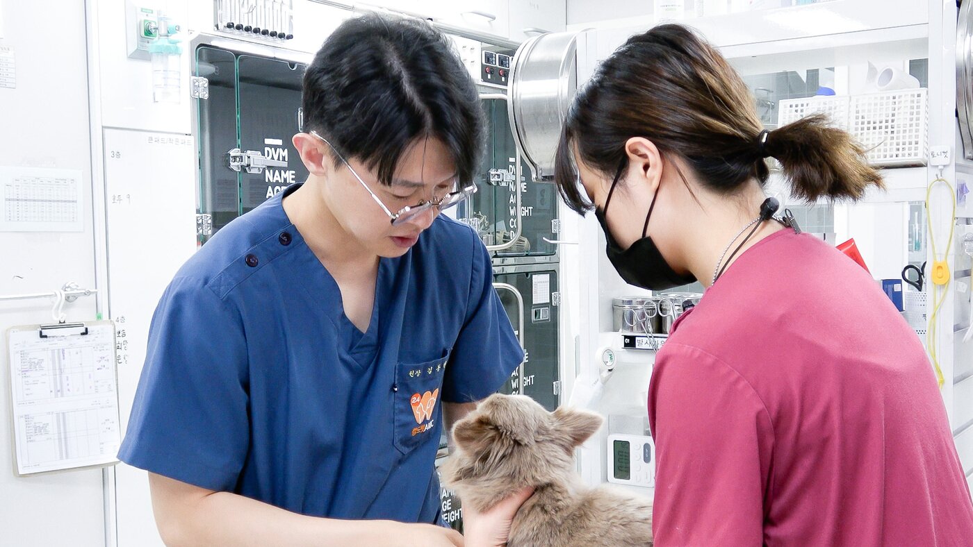 본문 이미지 - 김동현 월드펫동물메디컬센터 원장이 로건이를 진료하고 있다&#40;동물병원 제공&#41;. ⓒ 뉴스1