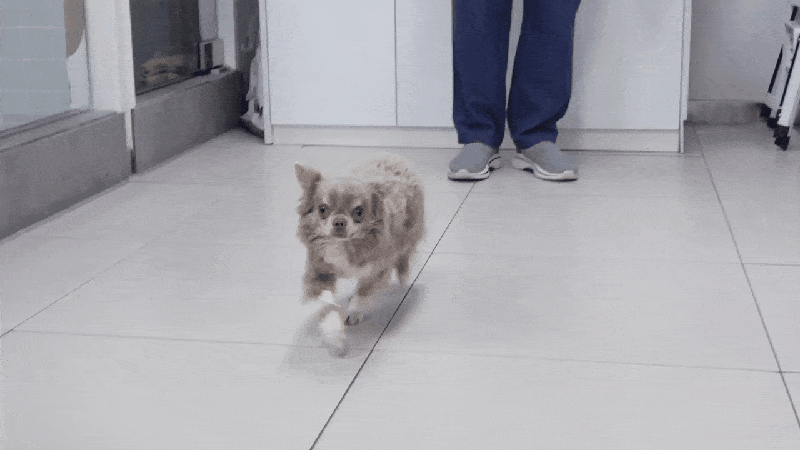 본문 이미지 - 우선적으로 내과 약물 처치를 받고 잘 걷는 로건이. 추후 상태에 따라 수술도 검토될 예정이다&#40;동물병원 제공&#41;. ⓒ 뉴스1