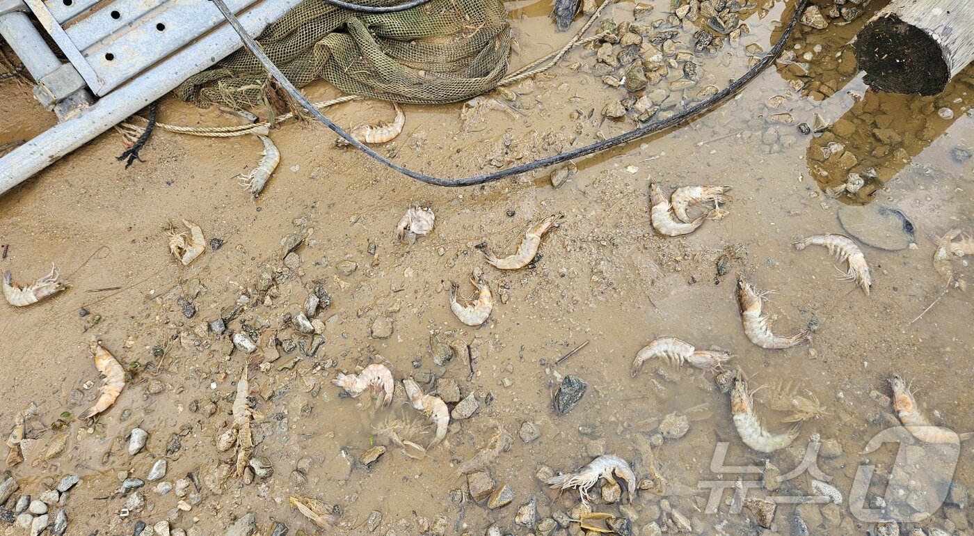 본문 이미지 - 지난 3일 극한호우와 바다 밀물이 겹치며 발생한 하천 범람에 초토화된 전남 함평 양식장의 모습. &#40;김재창 씨 제공. 재판매 및 DB 금지&#41; 2025.8.5/뉴스1 ⓒ News1 최성국 기자