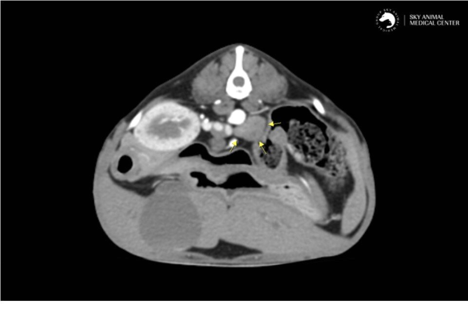 본문 이미지 - 쫑이의 CT 검사 결과 좌측 부신에 비정상적으로 커진 종양이 발견됐다(스카이동물메디컬센터 제공). ⓒ 뉴스1