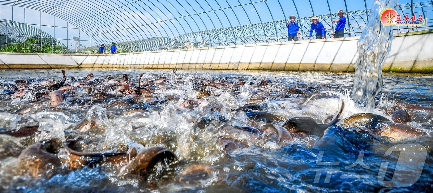 (평양 노동신문=뉴스1) = 북한 노동당 기관지 노동신문은 6일 순천메기공장에서 "인민생활 향상에 이바지할 일념 안고 메기생산을 늘이고 있다"고 보도했다. [국내에서만 사용가능. …