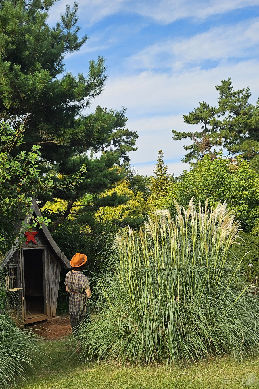 (태안=뉴스1) 이동원 기자 = 입추를 앞둔 5일, 태안 청산수목원에 팜파스그라스가 본격적으로 개화해 가을의 시작을 알리고 있다.팜파스그라스는 남미 아르헨티나와 브라질 등이 원산지 …