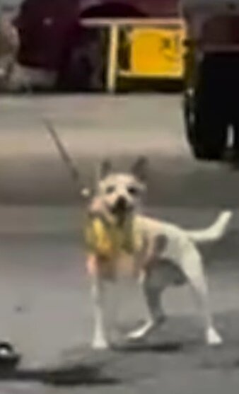 본문 이미지 - (인스타그램 '_amelimong_' 갈무리)