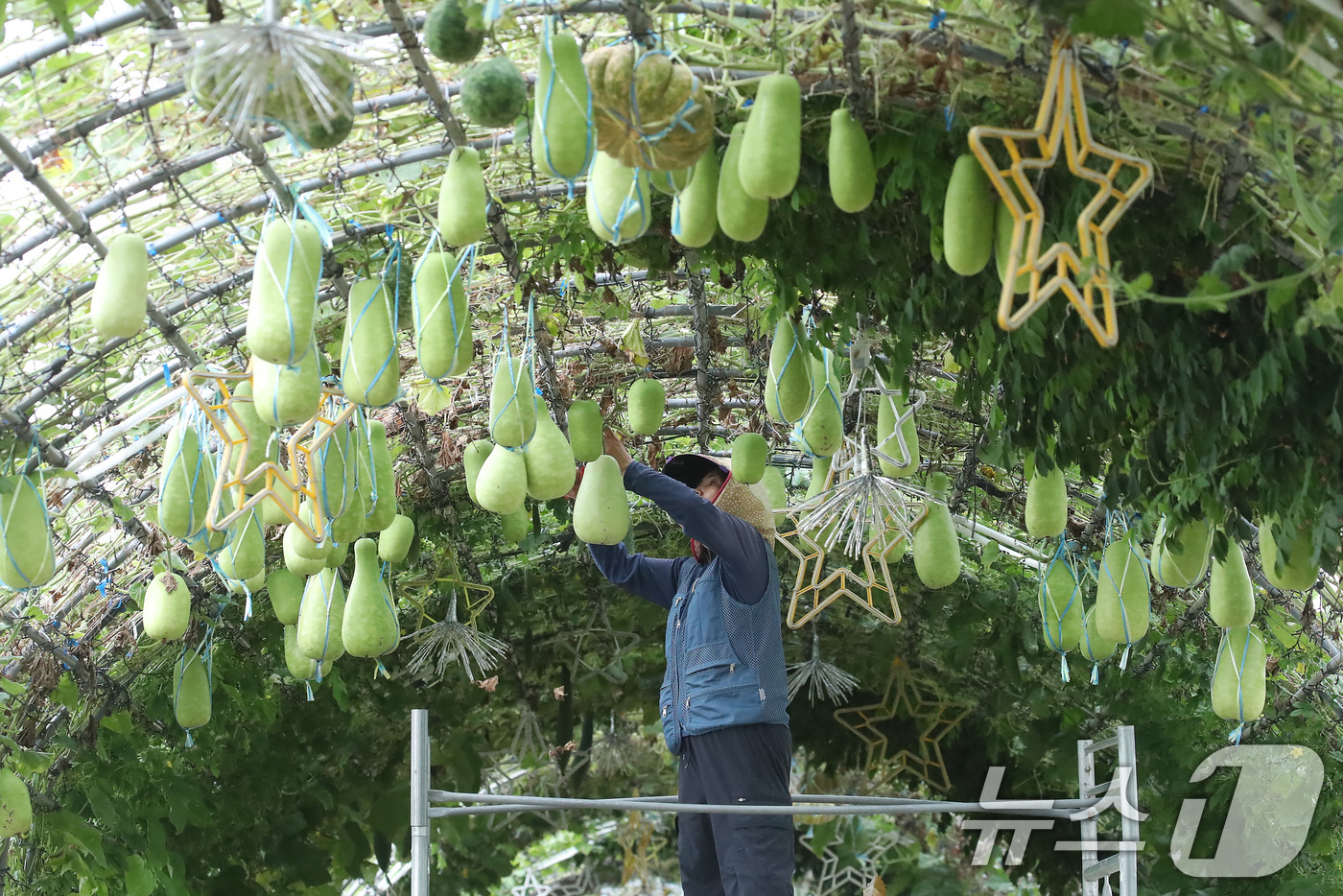 (대구=뉴스1) 공정식 기자 = 가을로 접어든다는 절기 입추(立秋)를 하루 앞둔 6일 대구 북구 금호강 하중도에서 시설 관리자가 무거워진 관상용 박과 호박 등이 떨어지지 않도록 줄 …