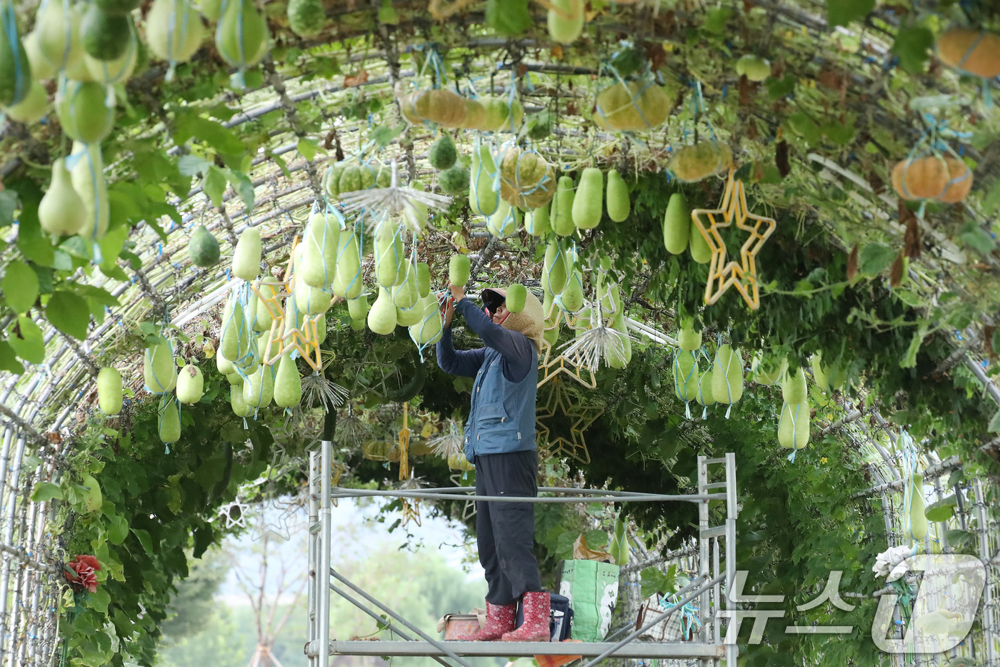 (대구=뉴스1) 공정식 기자 = 가을로 접어든다는 절기 입추(立秋)를 하루 앞둔 6일 대구 북구 금호강 하중도에서 시설 관리자가 무거워진 관상용 박과 호박 등이 떨어지지 않도록 줄 …