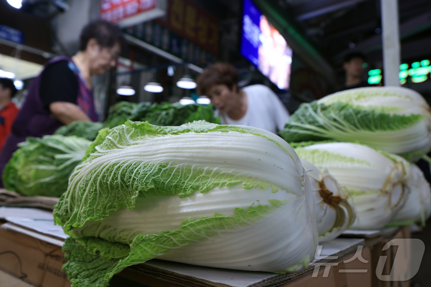 (서울=뉴스1) 박정호 기자 = 정부가 최근 폭염·폭우 영향으로 작황 부진이 심화하고 있는 배추 공급 안정을 위해 이달 시장에 공급할 정부 비축 물량을 전달보다 두 배 늘리기로 발 …